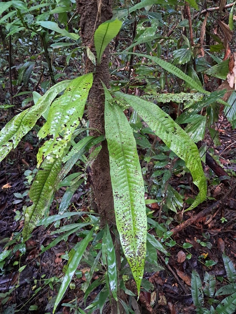 Leptochilus macrophyllus photo 7