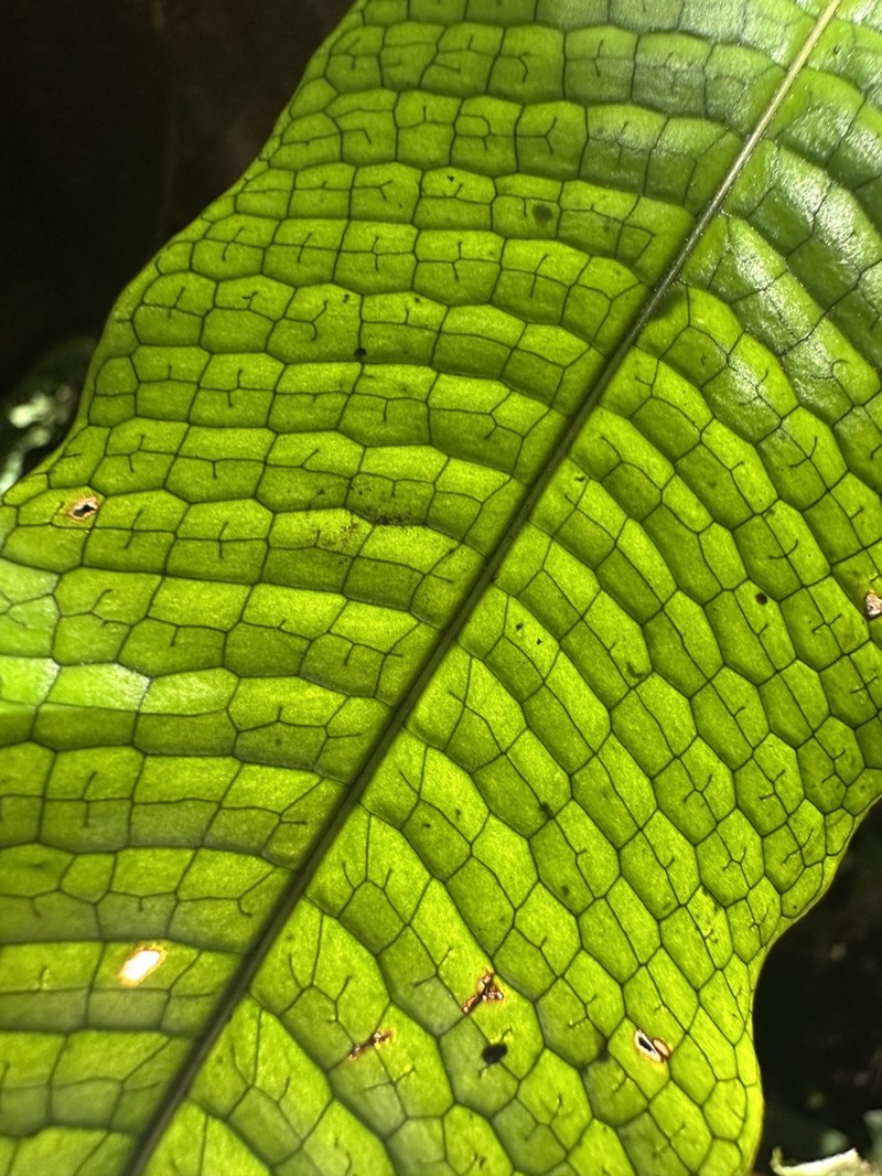 Leptochilus macrophyllus photo 8
