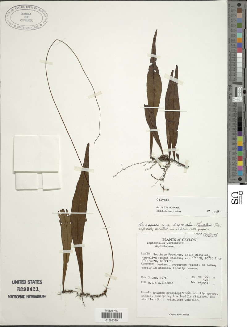 Leptochilus metallicus