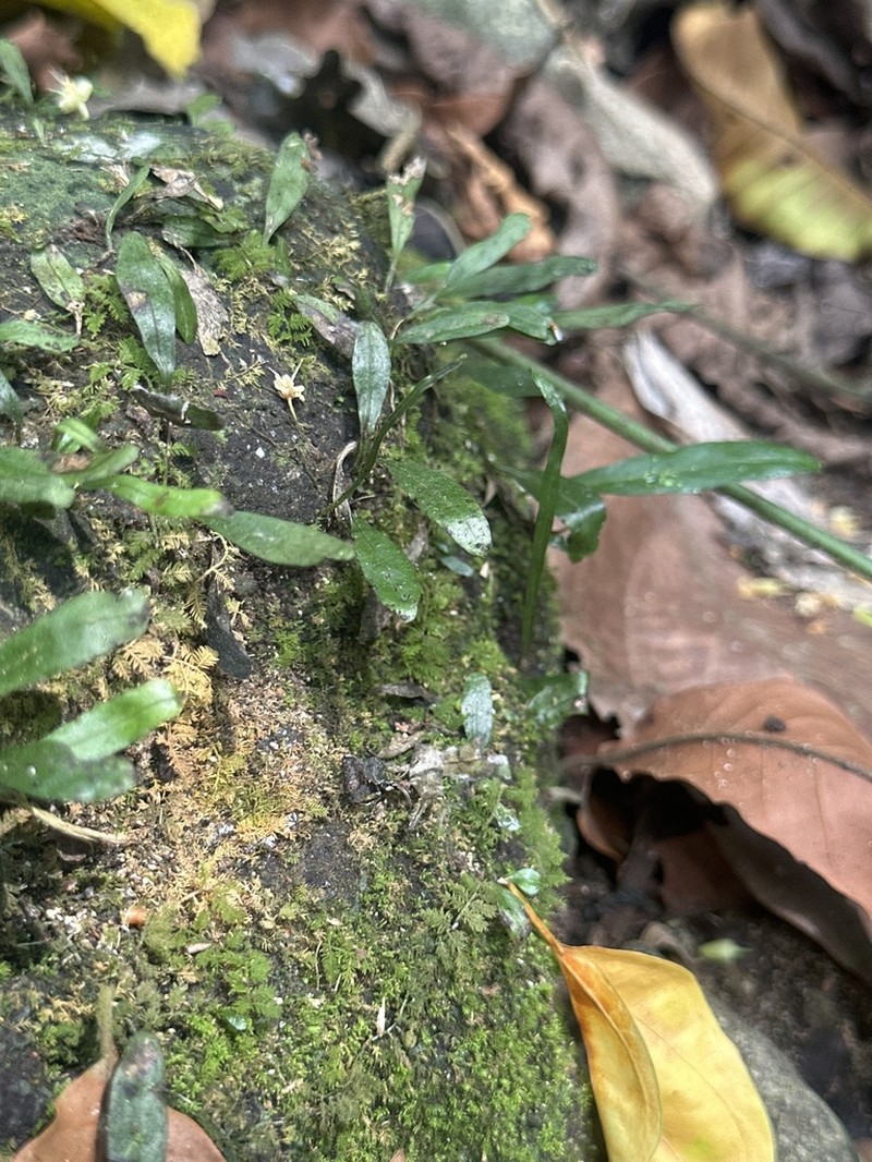 Leptochilus minor photo 2