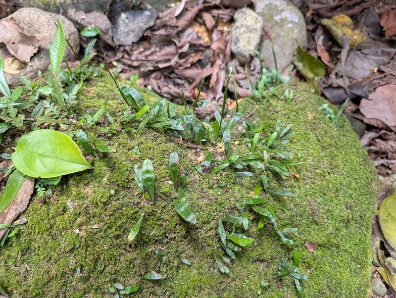 Leptochilus minor photo 3