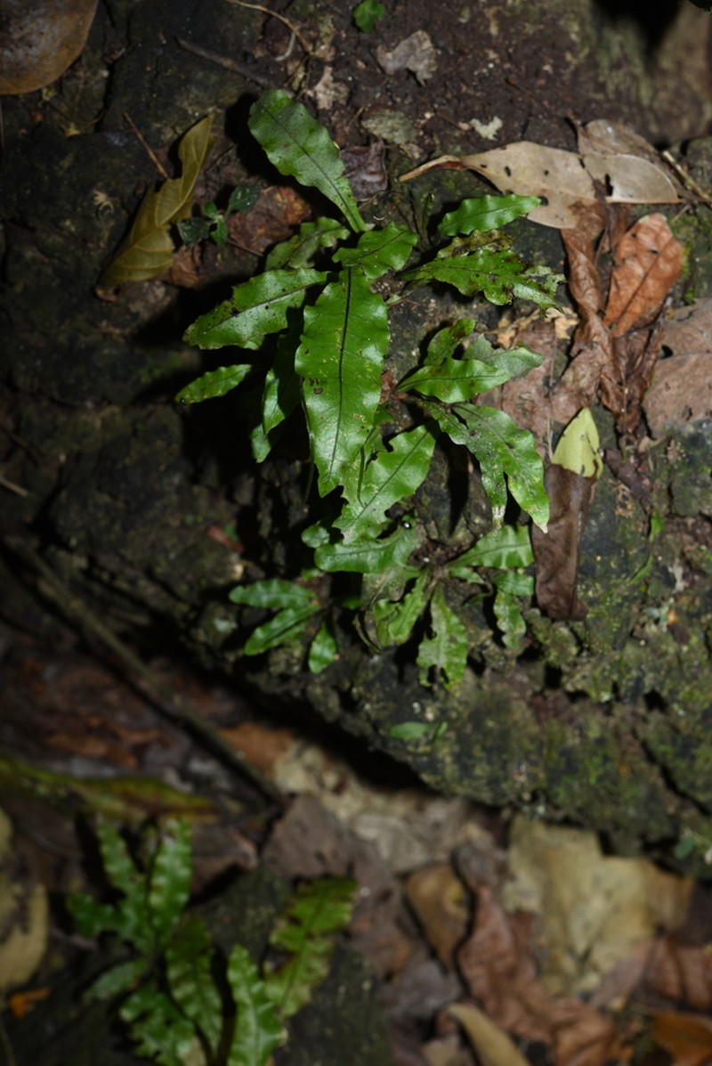 Leptochilus minor photo 4