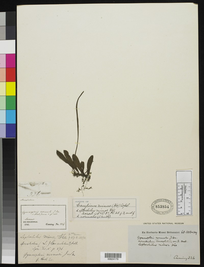 Leptochilus minor