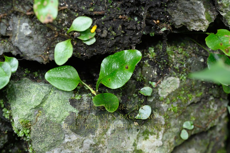 Leptochilus ovatifolius
