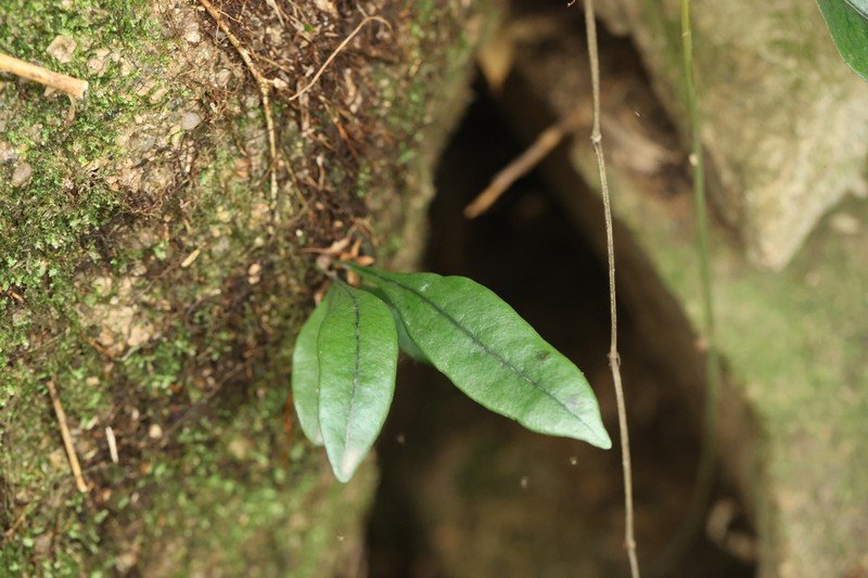 Leptochilus ovatifolius photo 2