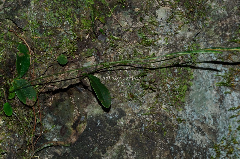 Leptochilus ovatifolius photo 3