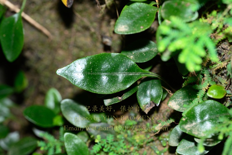 Leptochilus ovatifolius photo 4