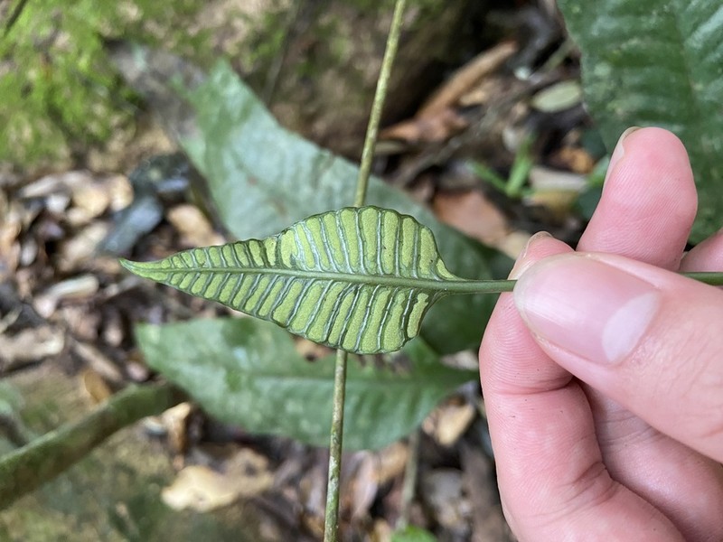 Leptochilus pedunculatus