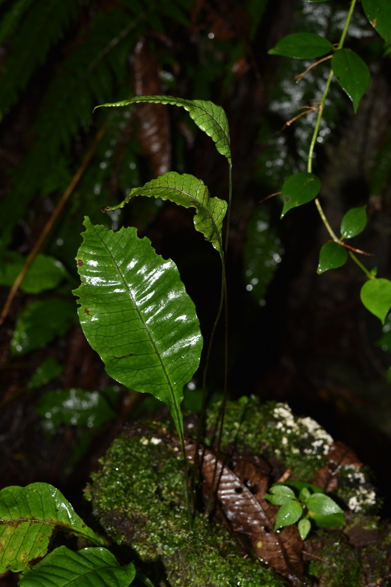Leptochilus pedunculatus photo 2