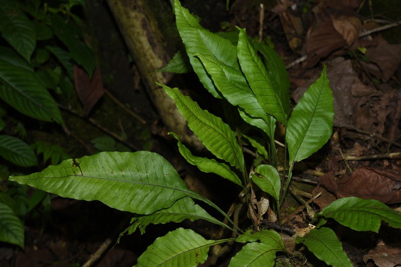 Leptochilus pedunculatus photo 4