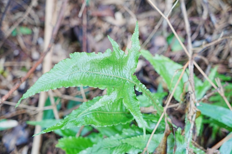 Leptochilus pedunculatus photo 5