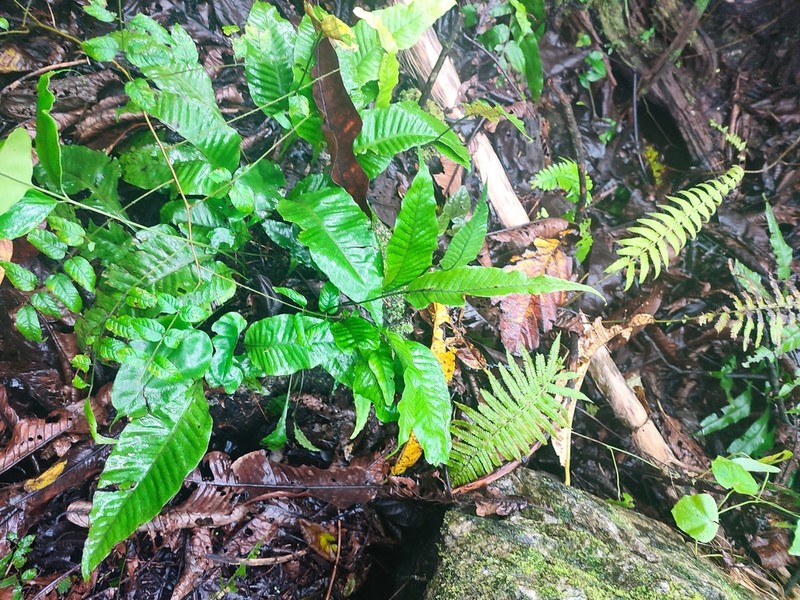 Leptochilus pedunculatus photo 7
