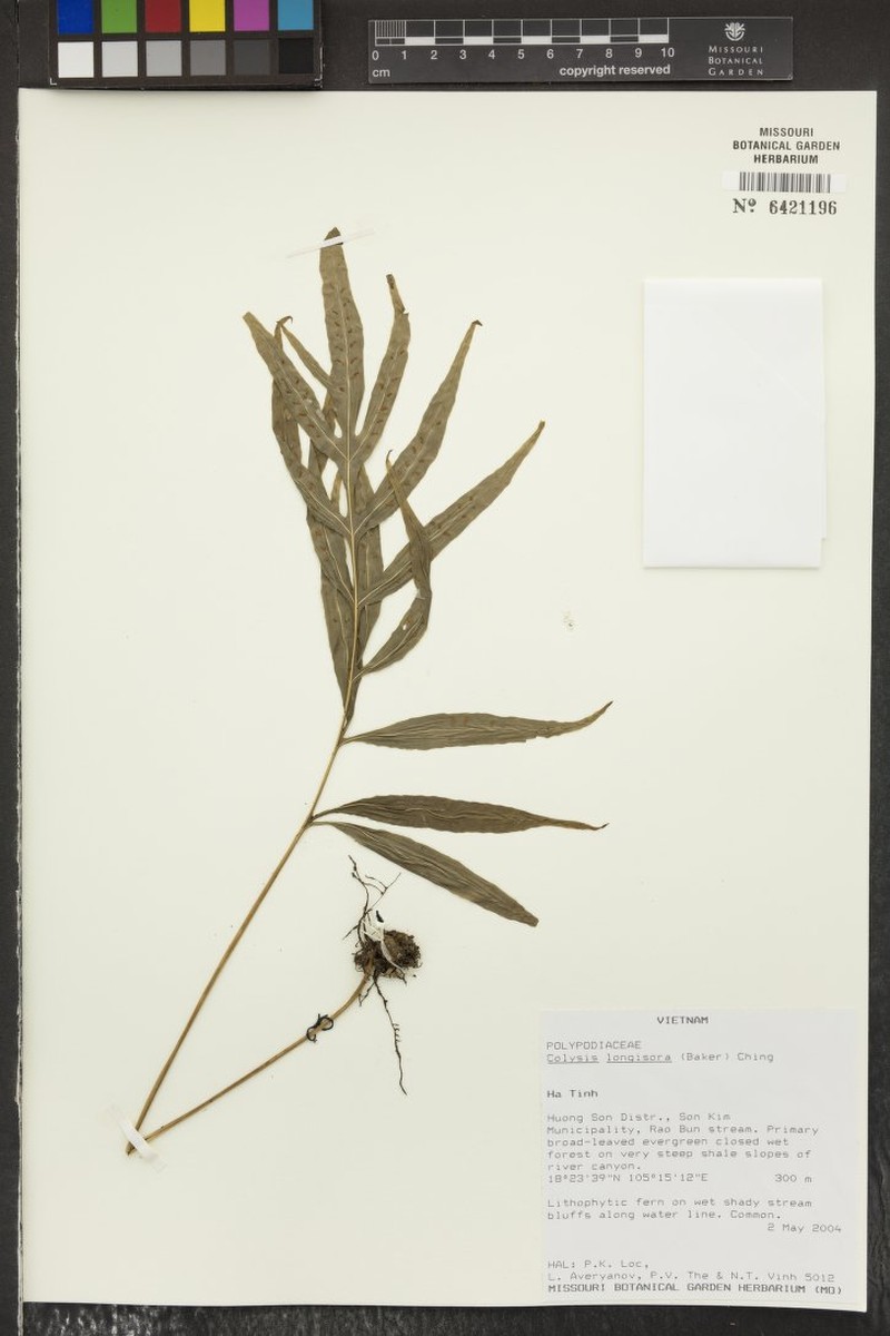 Leptochilus pentaphyllus photo 3