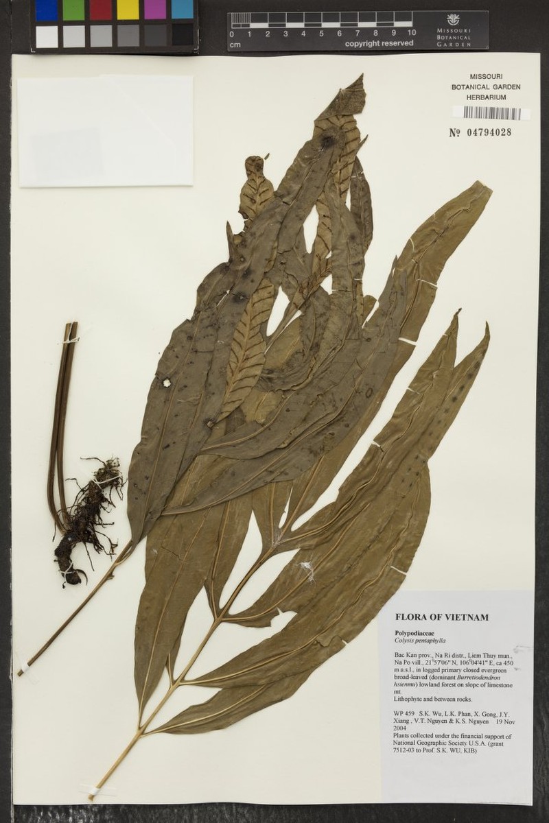 Leptochilus pentaphyllus photo 4