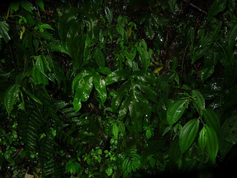 Leptochilus pothifolius