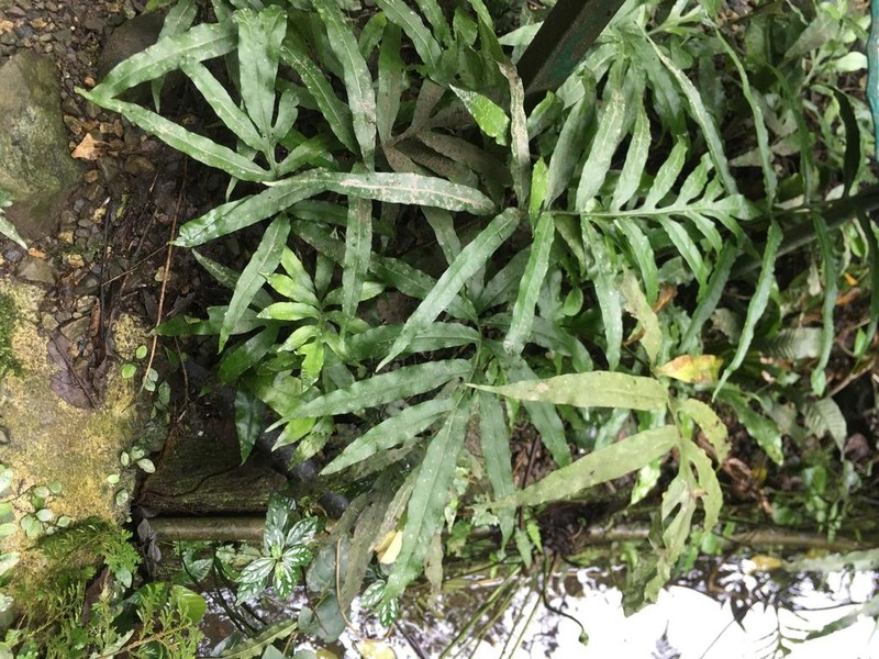 Leptochilus pothifolius photo 2