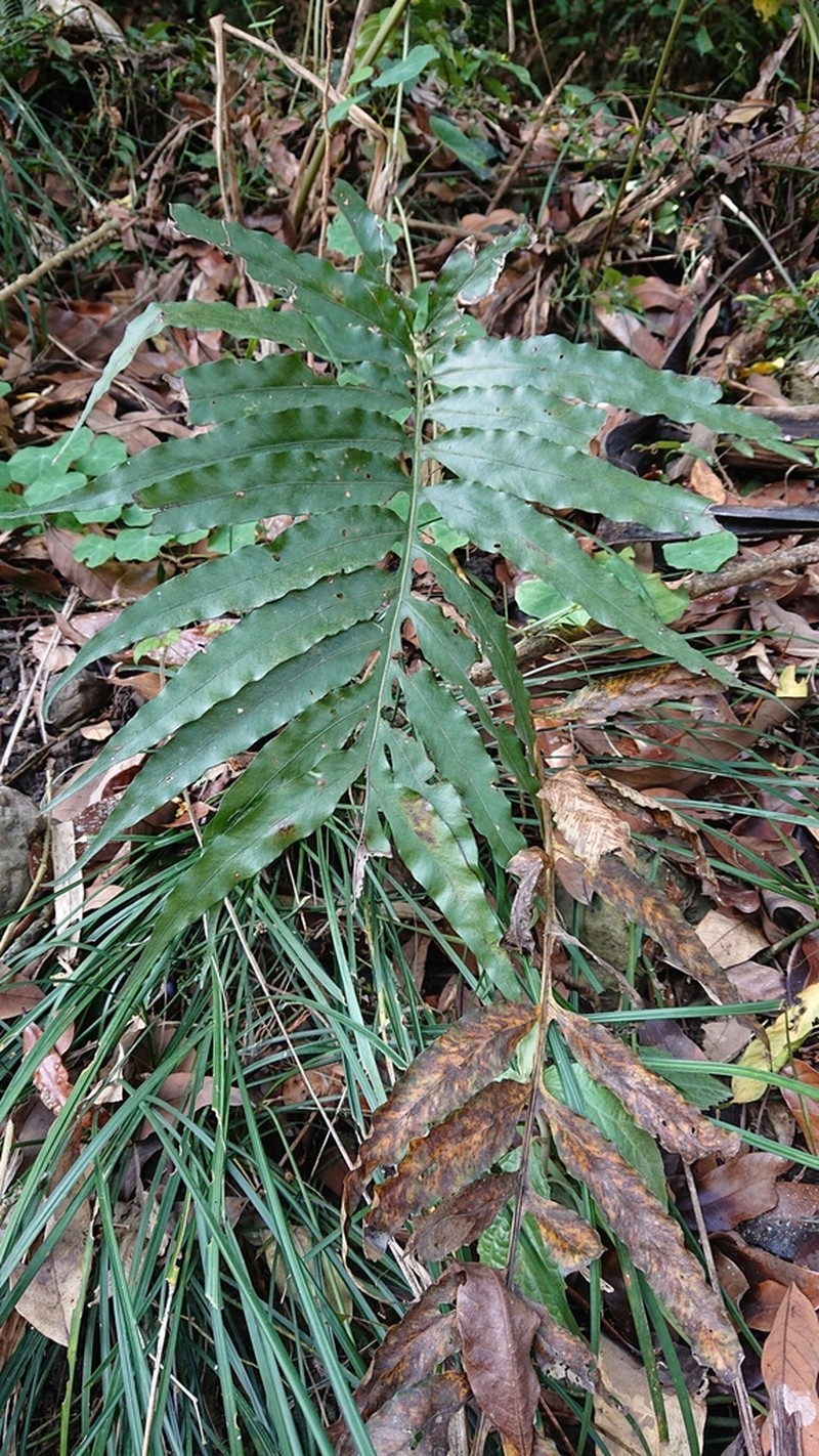 Leptochilus pothifolius photo 3