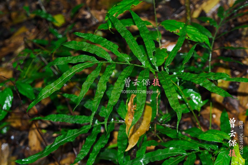 Leptochilus pothifolius photo 4