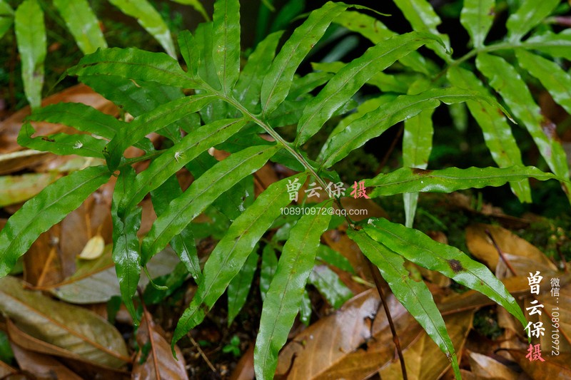 Leptochilus pothifolius photo 7