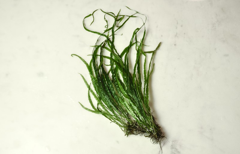 Leptochilus pteropus