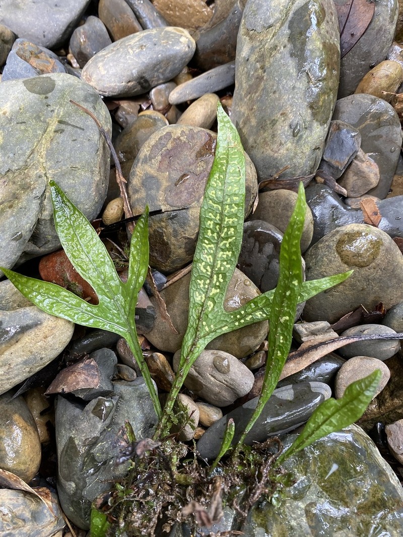 Leptochilus pteropus photo 2