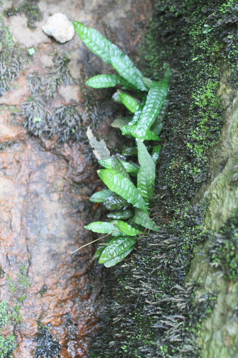 Leptochilus pteropus photo 3
