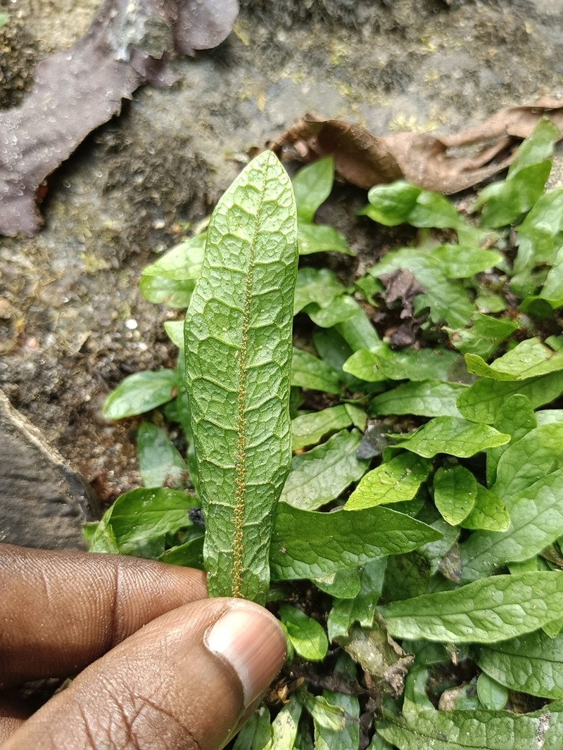 Leptochilus pteropus photo 7