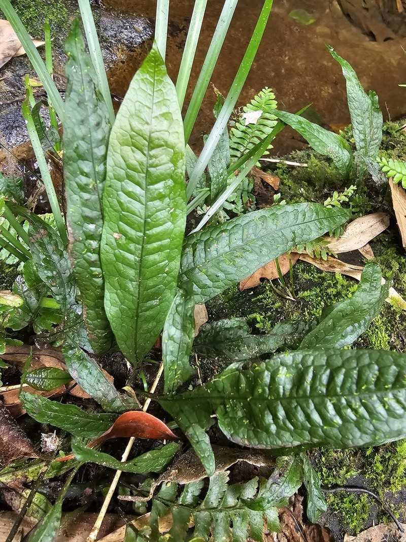 Leptochilus pteropus photo 8