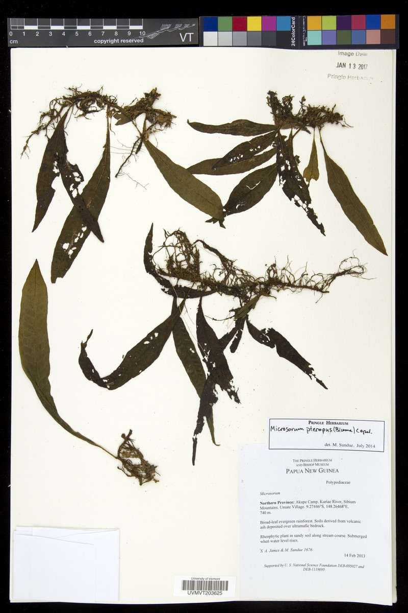 Leptochilus pteropus subsp. pteropus photo 2
