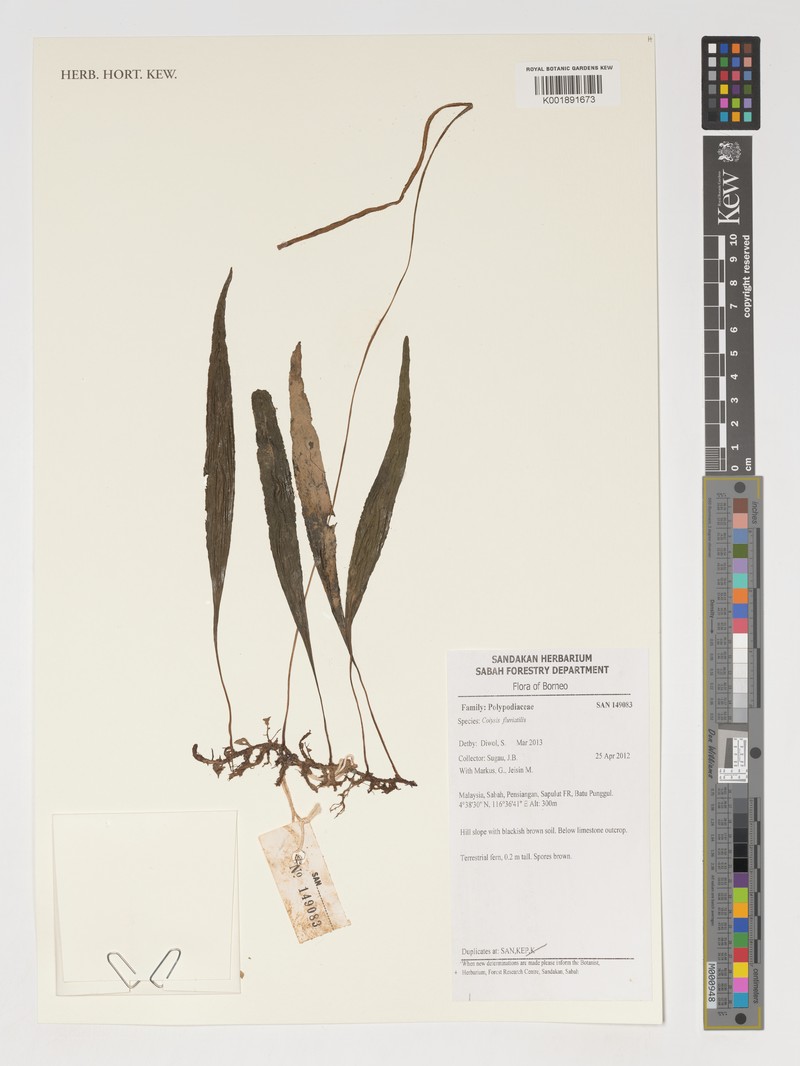 Leptochilus sarawakensis photo 2