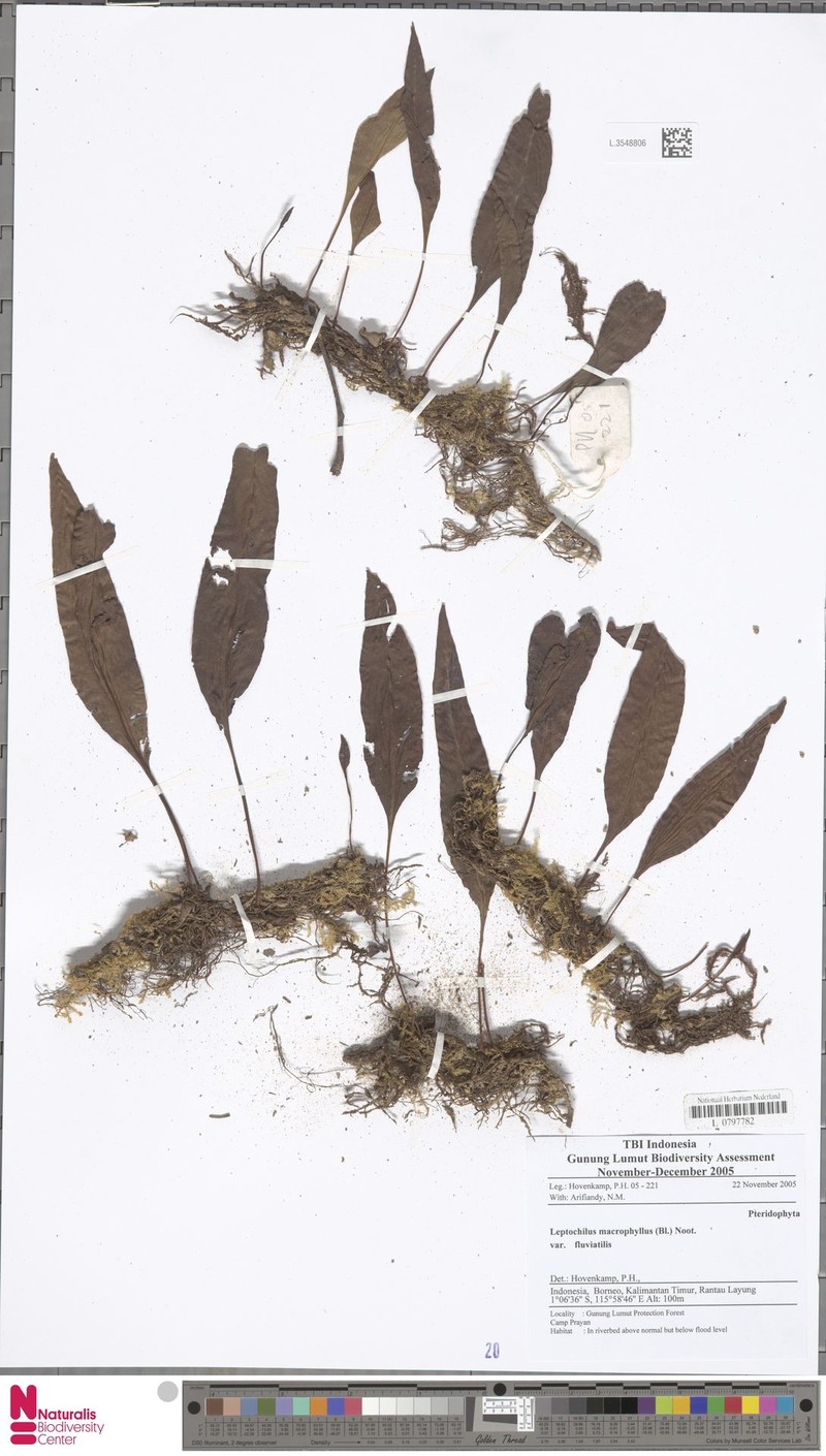 Leptochilus sarawakensis photo 4
