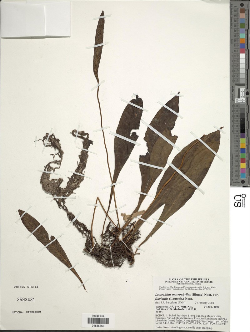 Leptochilus sarawakensis photo 5