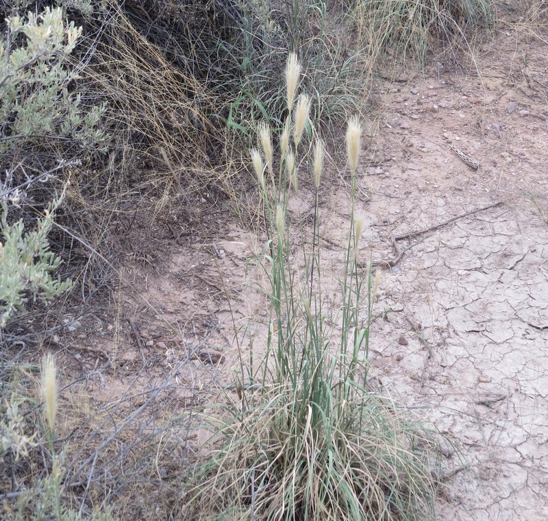 False Rhodes Grass