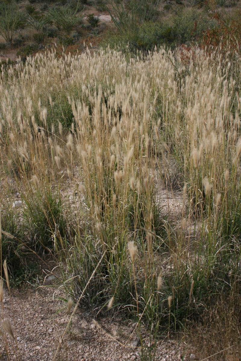 False Rhodes Grass photo 2