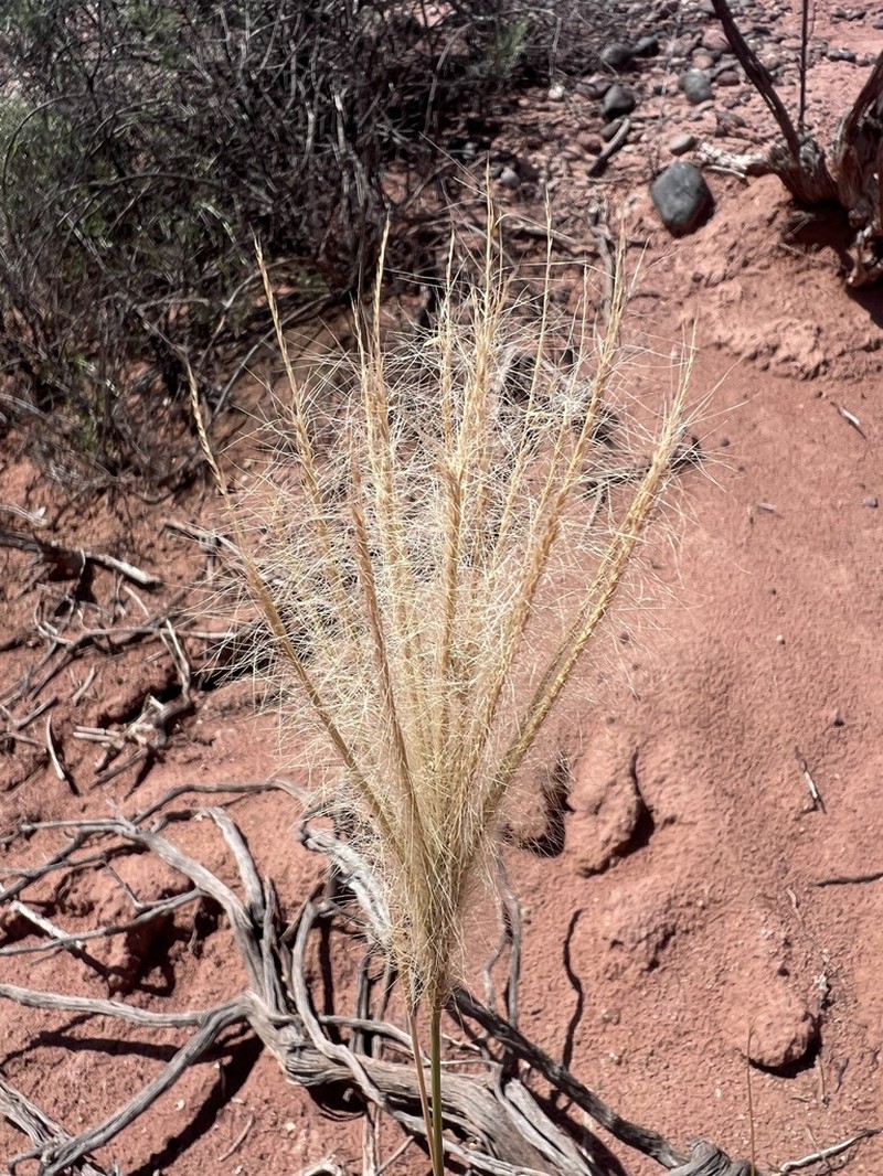 False Rhodes Grass photo 3
