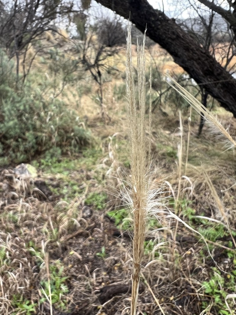 False Rhodes Grass photo 4
