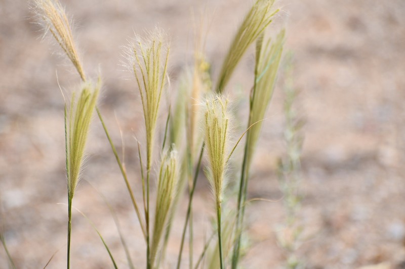 False Rhodes Grass photo 5