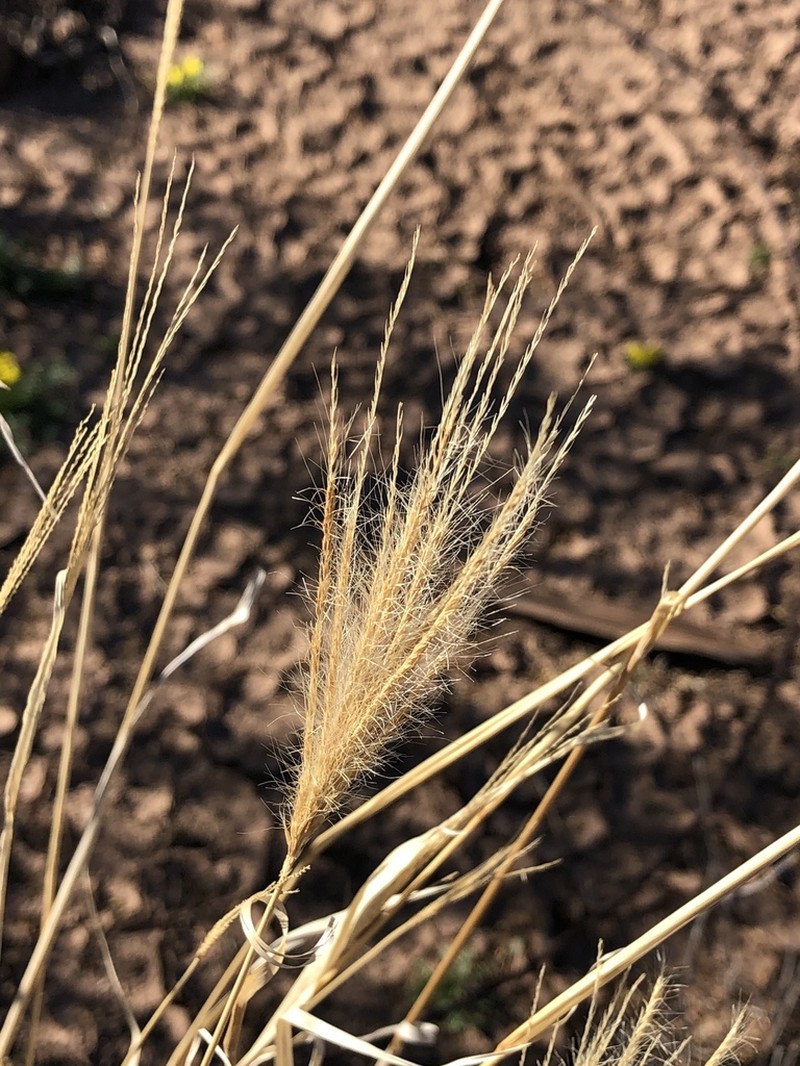 False Rhodes Grass photo 6