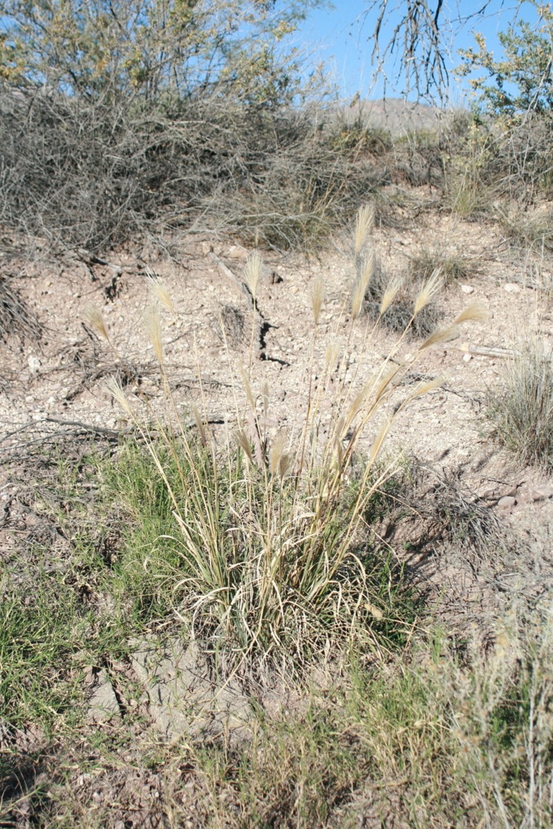 False Rhodes Grass photo 7