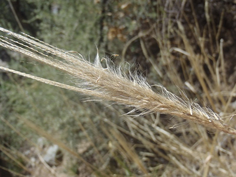 False Rhodes Grass photo 8