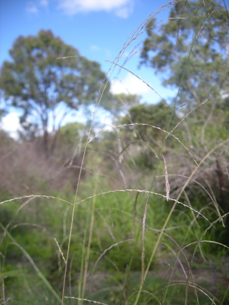 Australian Sprangletop photo 2
