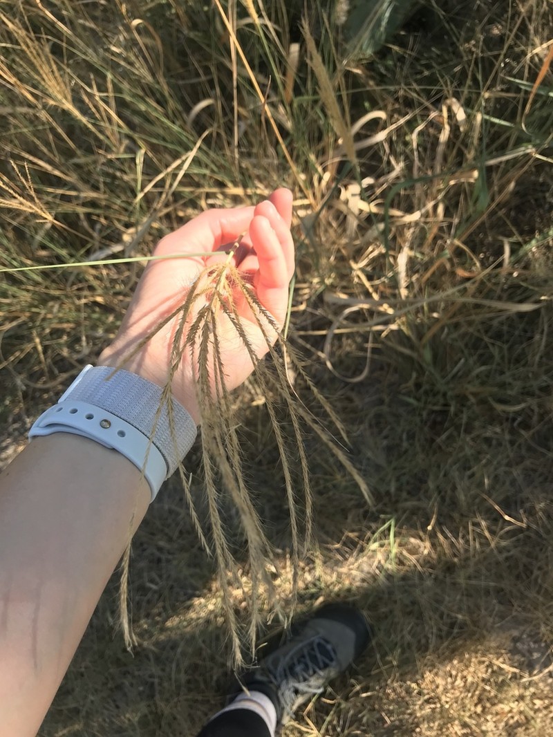 Multiflower False Rhodes Grass