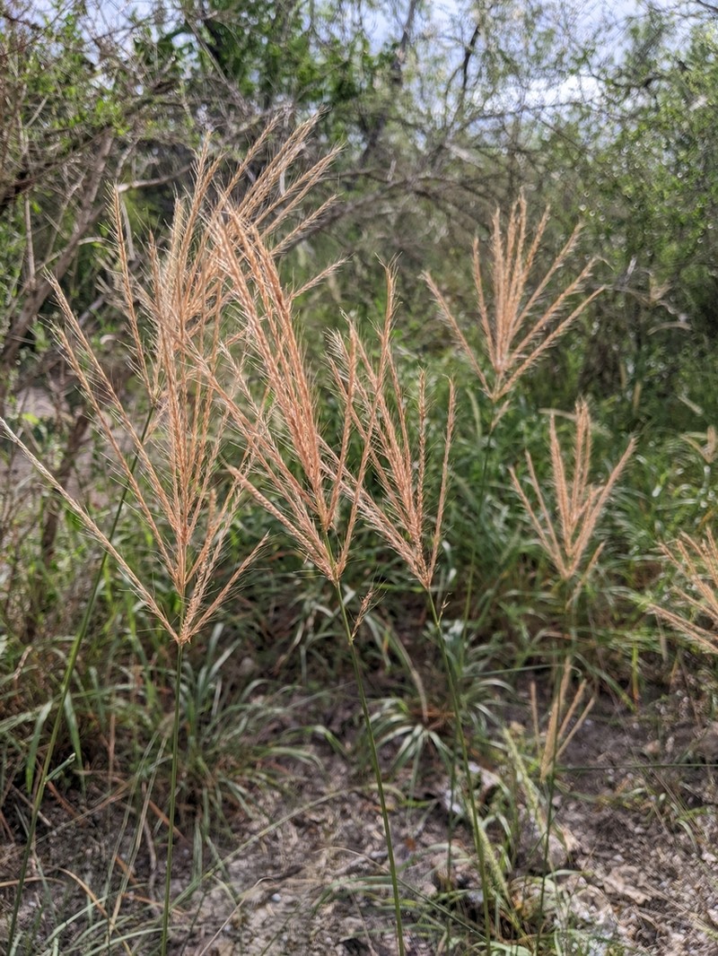 Multiflower False Rhodes Grass photo 3