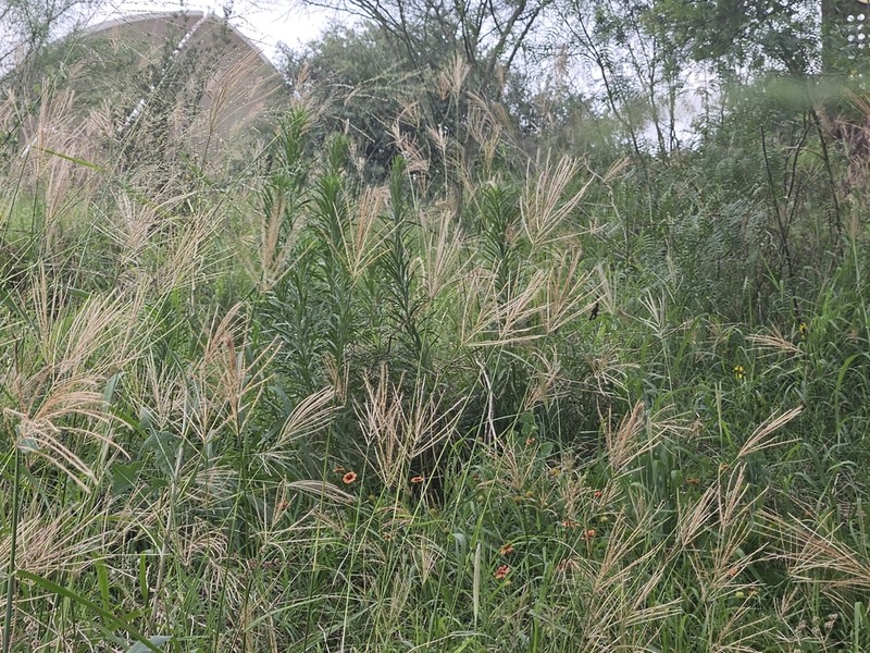 Multiflower False Rhodes Grass photo 4