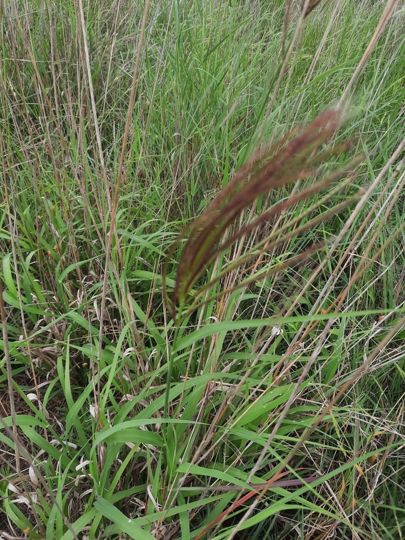 Multiflower False Rhodes Grass photo 5