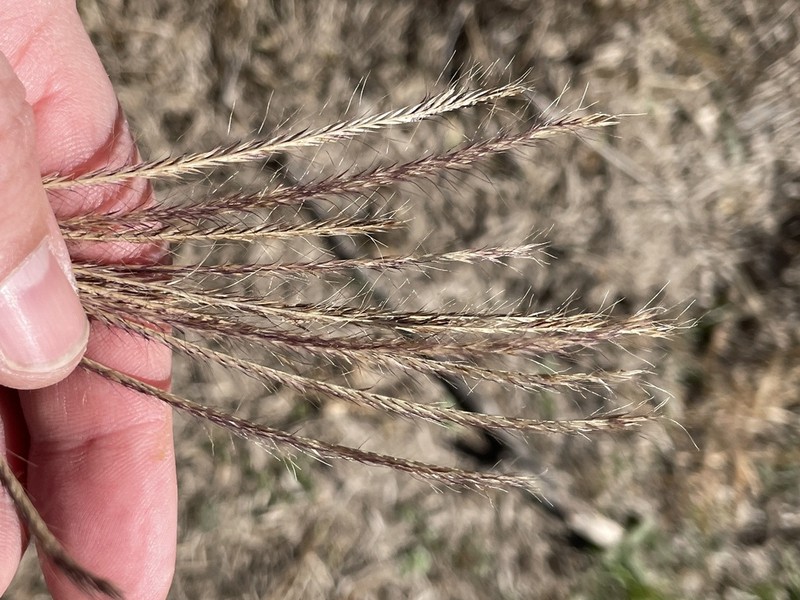 Multiflower False Rhodes Grass photo 6