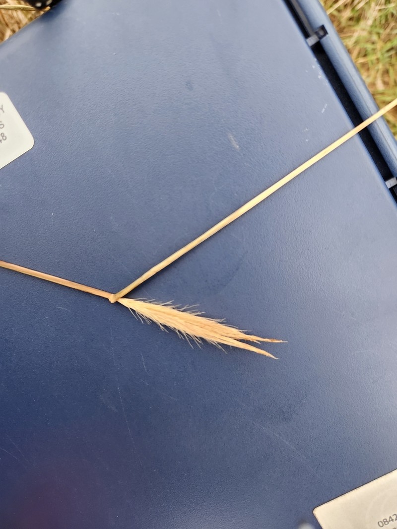 Multiflower False Rhodes Grass photo 7