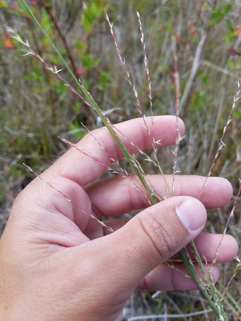 Judd's Grass