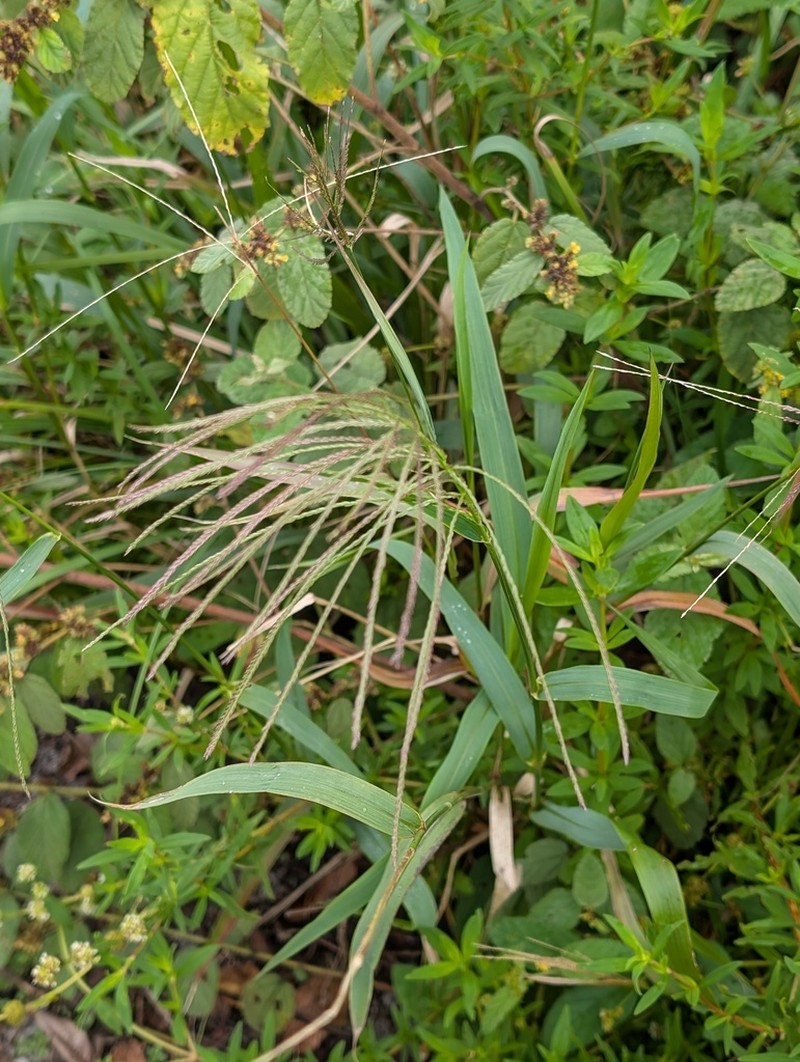 Judd's Grass photo 2