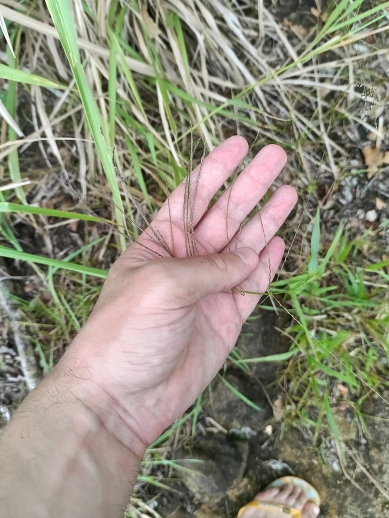 Judd's Grass photo 3